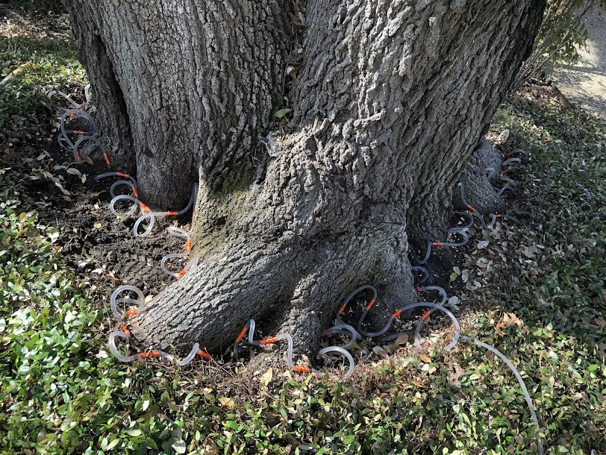 Detailed Tree Cabling and Bracing job site in Dry Ridge