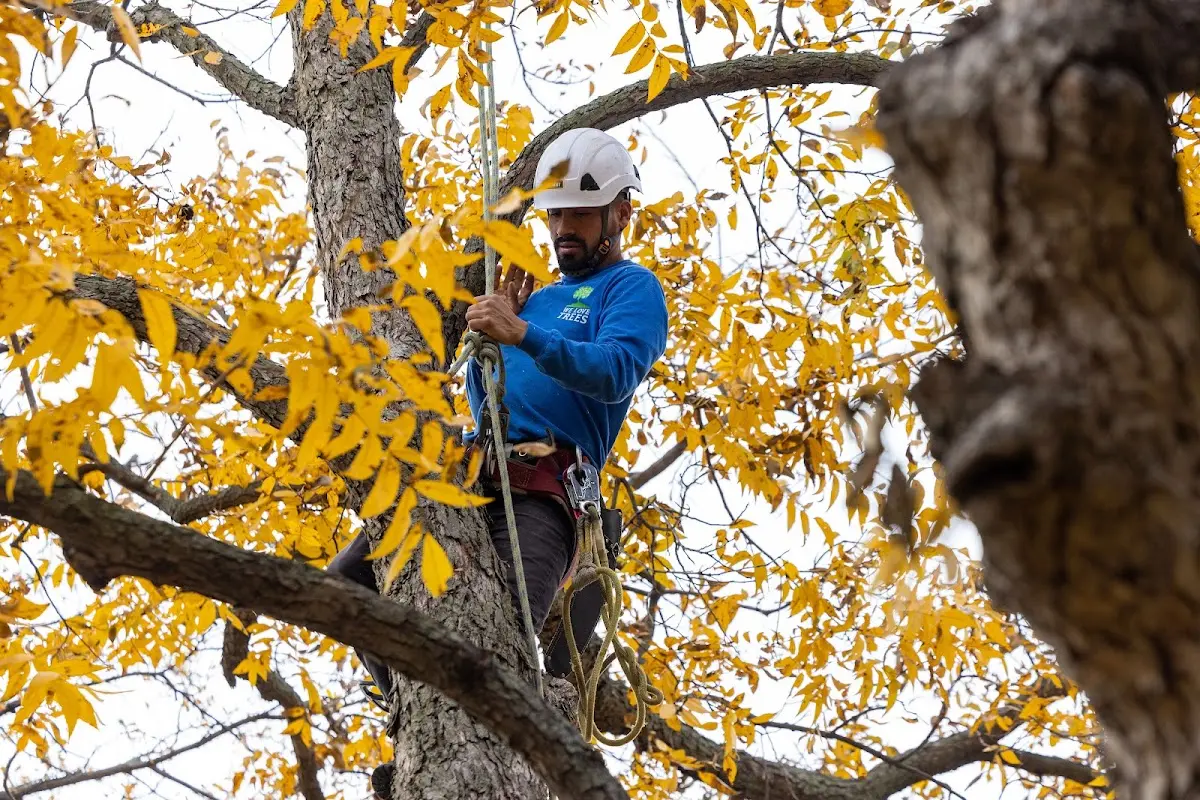 Skilled Tree Transplanting crew working in Dry Ridge
